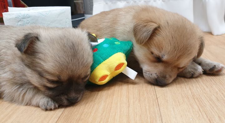 (공지라니... ++추가)새로생긴 회사 복지.. 미쳐서 도저히 일을 못하겠네.. (추가....)++추가 | 인스티즈