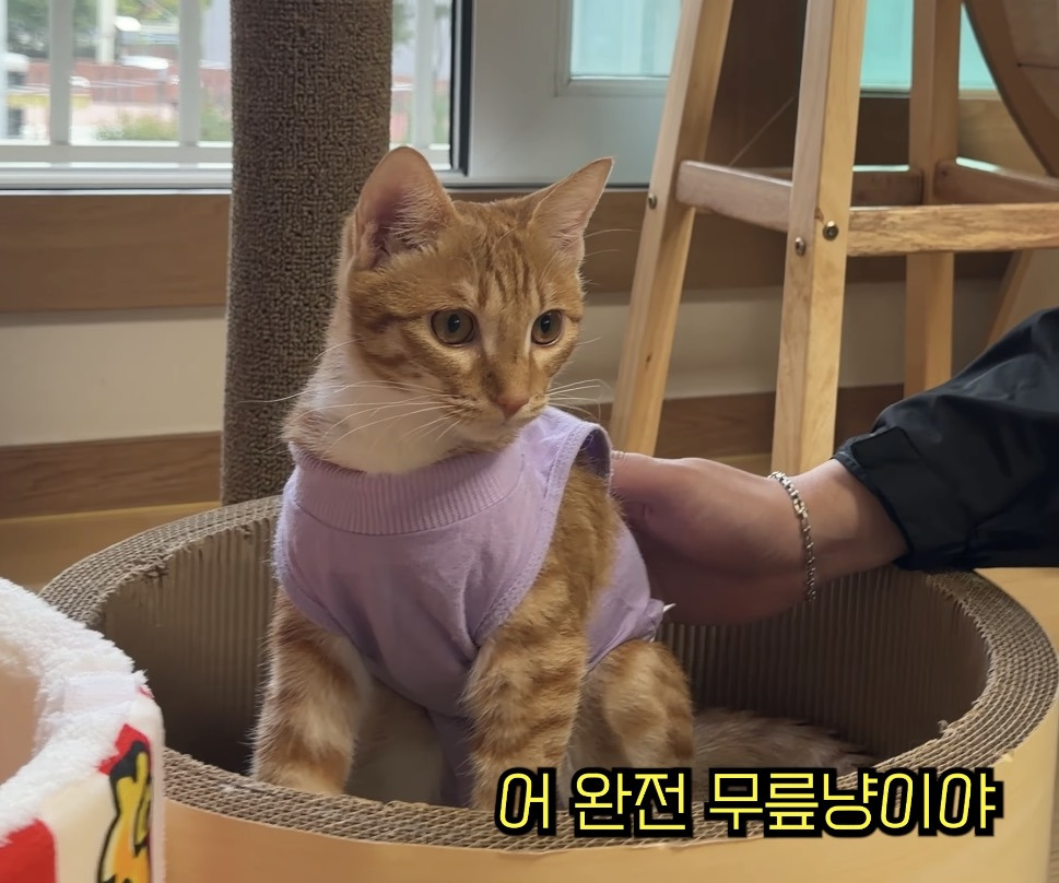 중성화 후 얌전해진 언더월드 칠복이 | 인스티즈