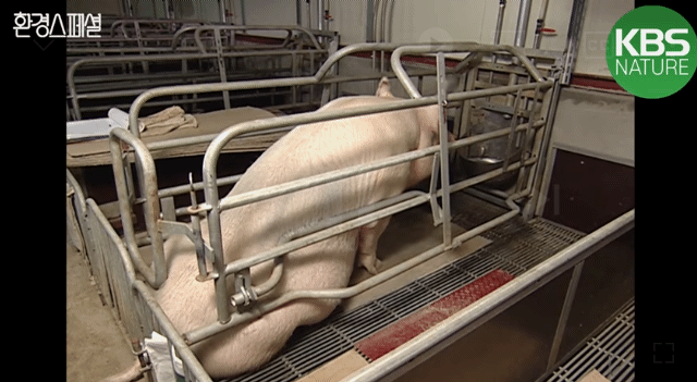 태어나자마자 바쁜 아기 돼지 (혐오주의) | 인스티즈