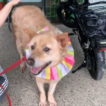 (유기견 임시보호/입양) 주인이 있었을 적 배웠던 '앉아' 도 기억하는 똑똑한 아이 도연이 | 인스티즈