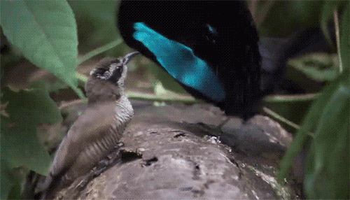 아마 본 적이 없을 특이한 조류 30종 | 인스티즈