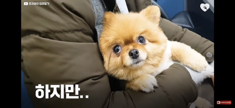 입양가는데 우는 강아지 | 인스티즈