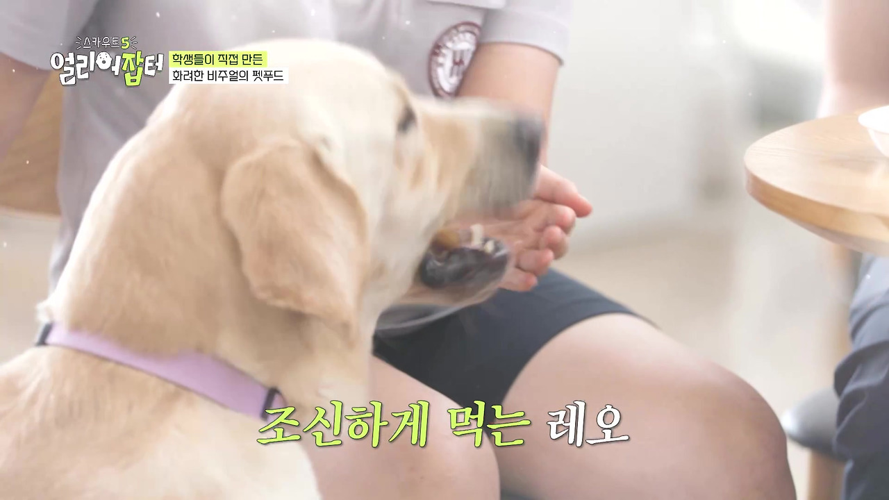 반려동물 키우는 사람들한테 도파민 터지게 만들었다는 한 고등학교 | 인스티즈