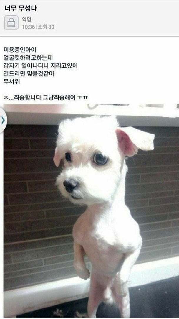 아빠가 개새랑 외출했다고 사진 보내줌 | 인스티즈