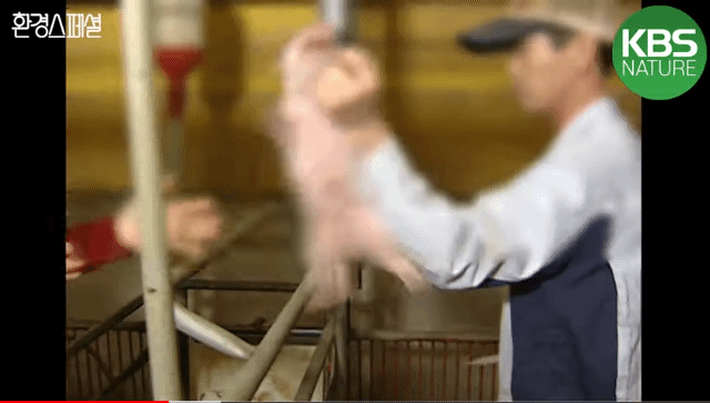 태어나자마자 바쁜 아기 돼지 (혐오주의) | 인스티즈