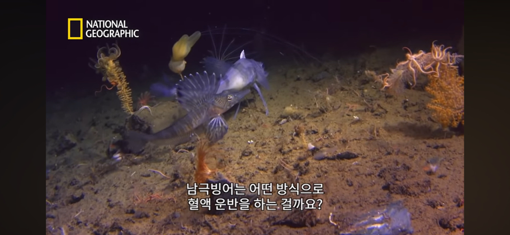 대왕오징어를 찾아라-남극해의 빙산 아래 신비로운 심해 생명체들(심해주의 해산물주의) | 인스티즈
