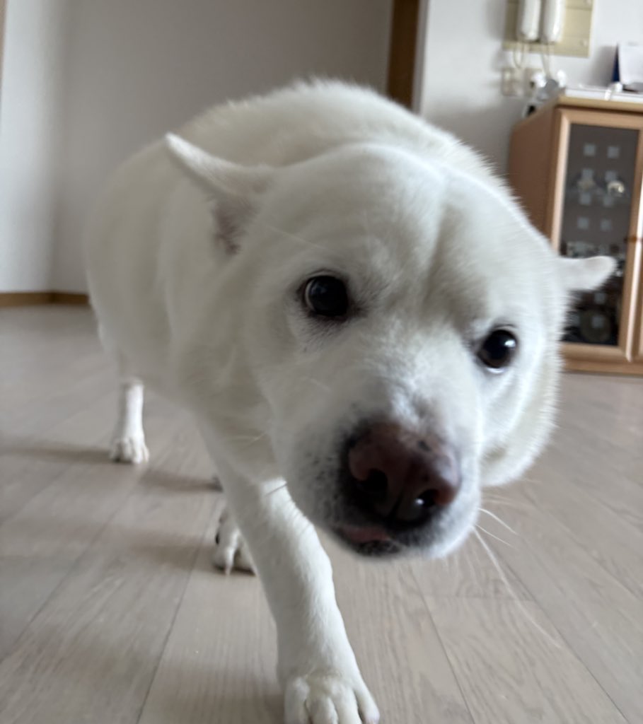 머리가 만져질 것을 기대하며 걸어오는 강아지의 모습.twt | 인스티즈