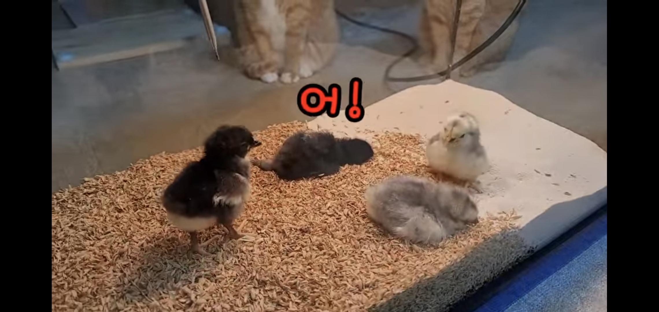오늘자 폭력적이고 불쌍한 영상 올린 유튜버 매탈남.jpg | 인스티즈