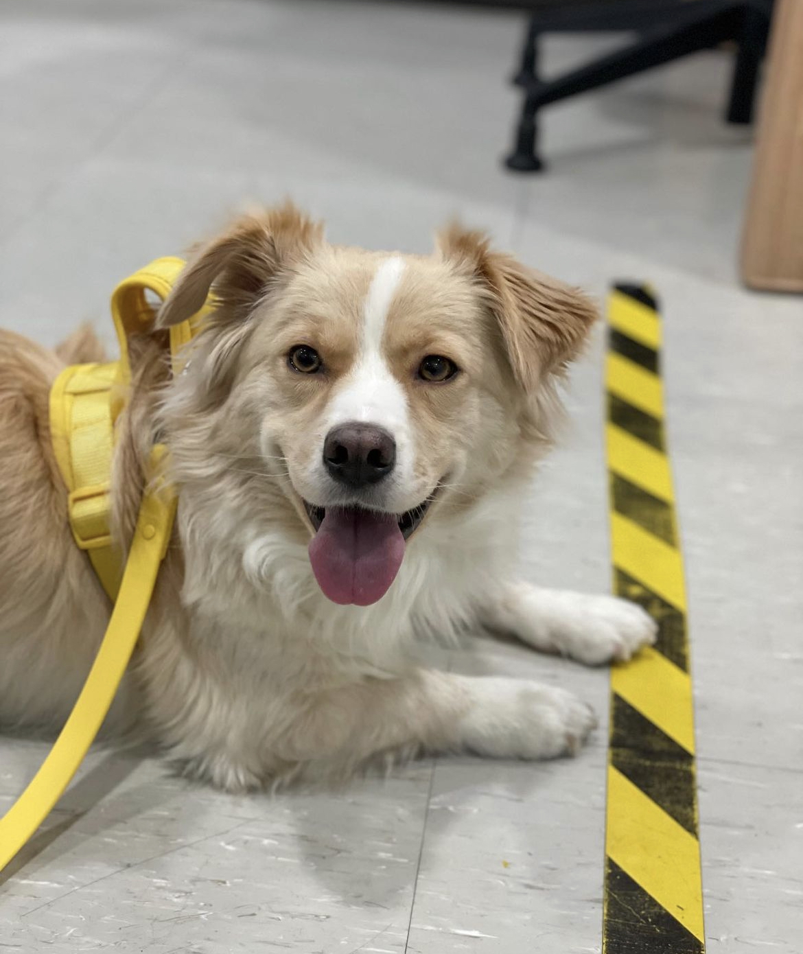 임보하던 강아지 입양 보낸 홍석천 인스타그램.jpg | 인스티즈