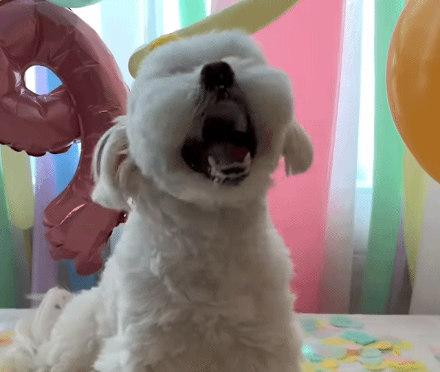 생일이 뭔진 모르겠지만 아무튼 신난 재롱이 | 인스티즈