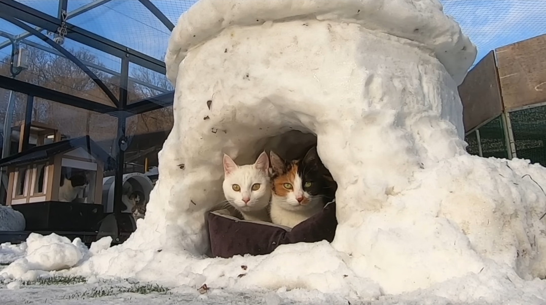 눈으로 집 만들어줬는데 갑자기 싸우는 하하하네 고양이들.gif | 인스티즈