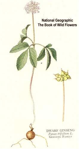 고려인삼과 미국삼의 차이를 알아보자 | 인스티즈