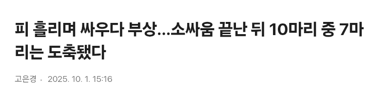 피 흘리며 싸우다 부상…소싸움 끝난 뒤 10마리 중 7마리는 도축됐다 | 인스티즈
