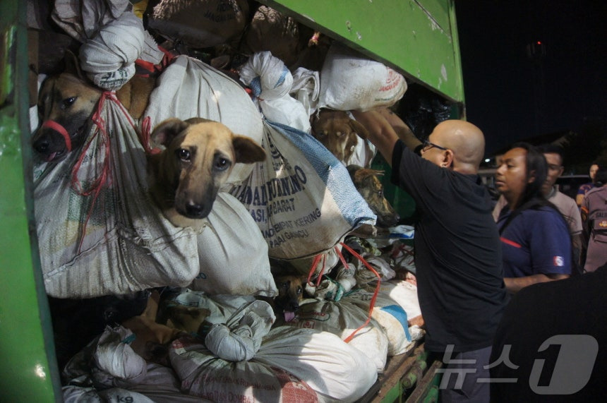 인니 자카르타 "개고기 금지"…공중보건·동물권 개선 | 인스티즈