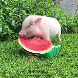 🐷아기 돼지 수박 먹방🍉.gif | 인스티즈