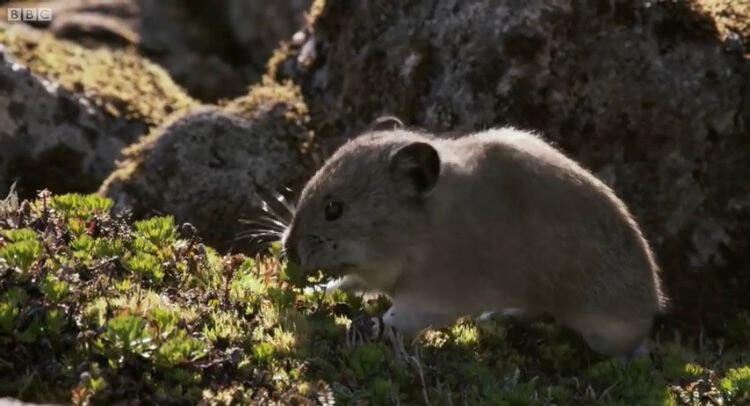 이름이 "우는 토끼”인 희귀 동물.jpg | 인스티즈