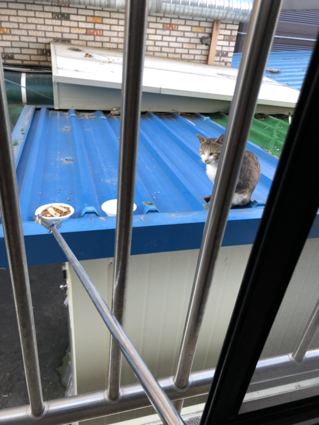 아침밥 기다리는 고양이🐈🍚 | 인스티즈