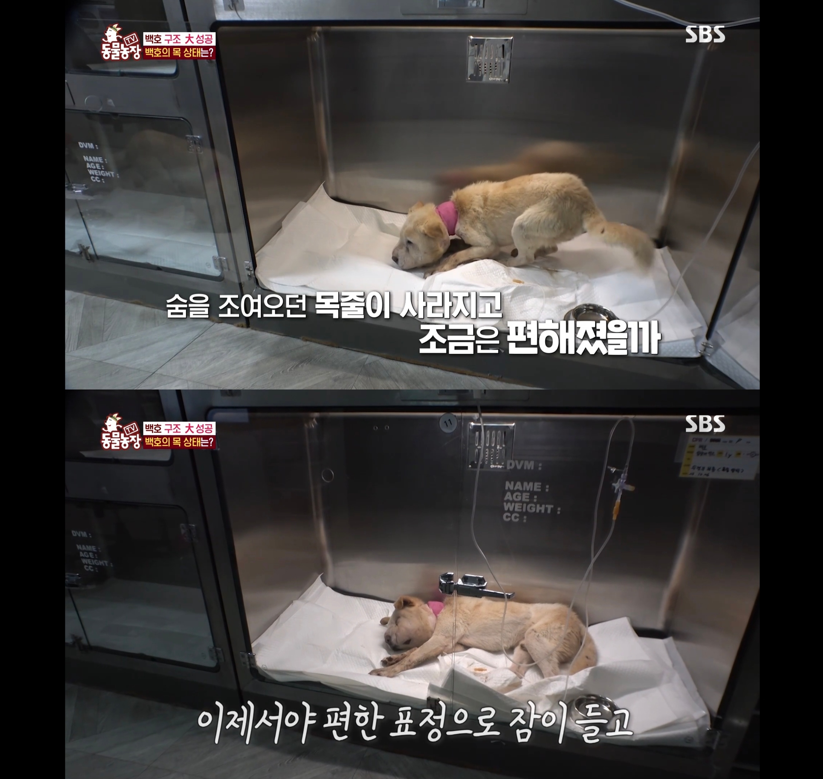 개가 너무 똑똑해서 역대급으로 구조 힘들었던 이번주 동물농장 방송.jpg | 인스티즈