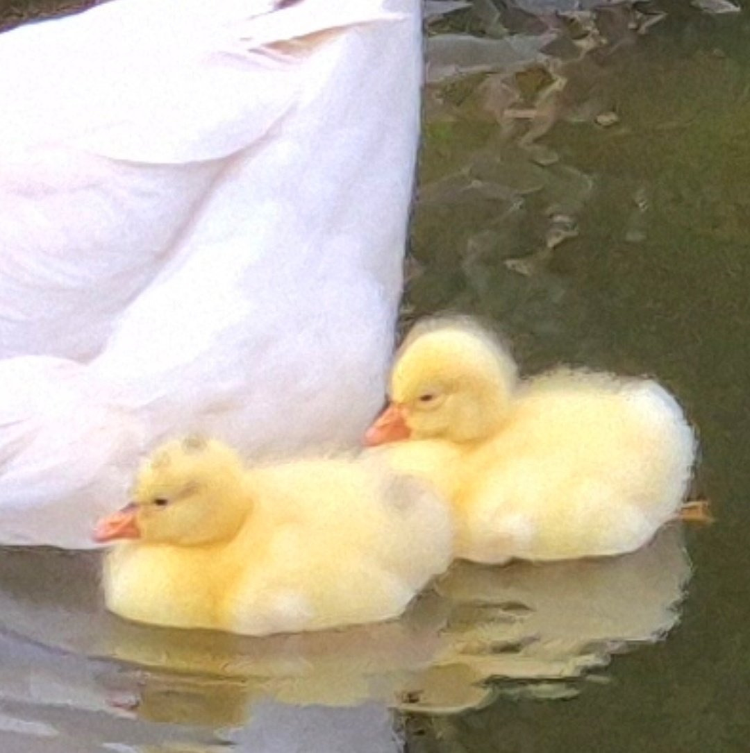 학교에 거위 새끼 태어났네ㅋㅋ | 인스티즈
