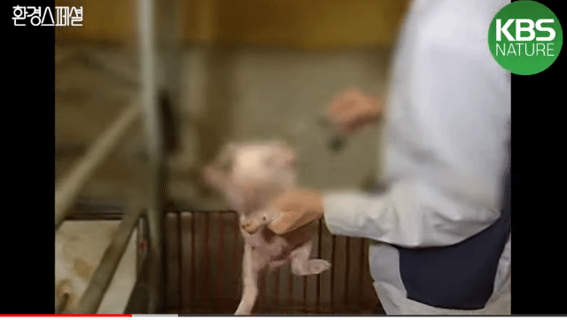 태어나자마자 바쁜 아기 돼지 (혐오주의) | 인스티즈