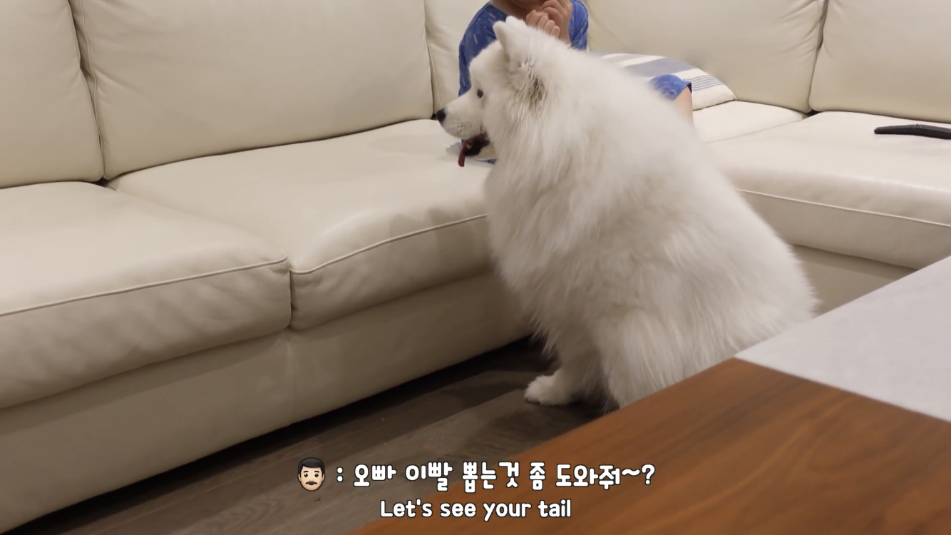 사모예드와 흔들리는 이 뽑는 법 | 인스티즈