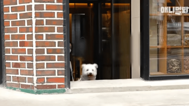 수줍음이 많은 강아지가 사람을 좋아하는 법 | 인스티즈