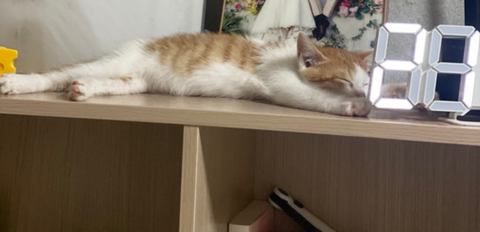 냥줍한지 한달 된 우리 고양이 보고가~!~! | 인스티즈