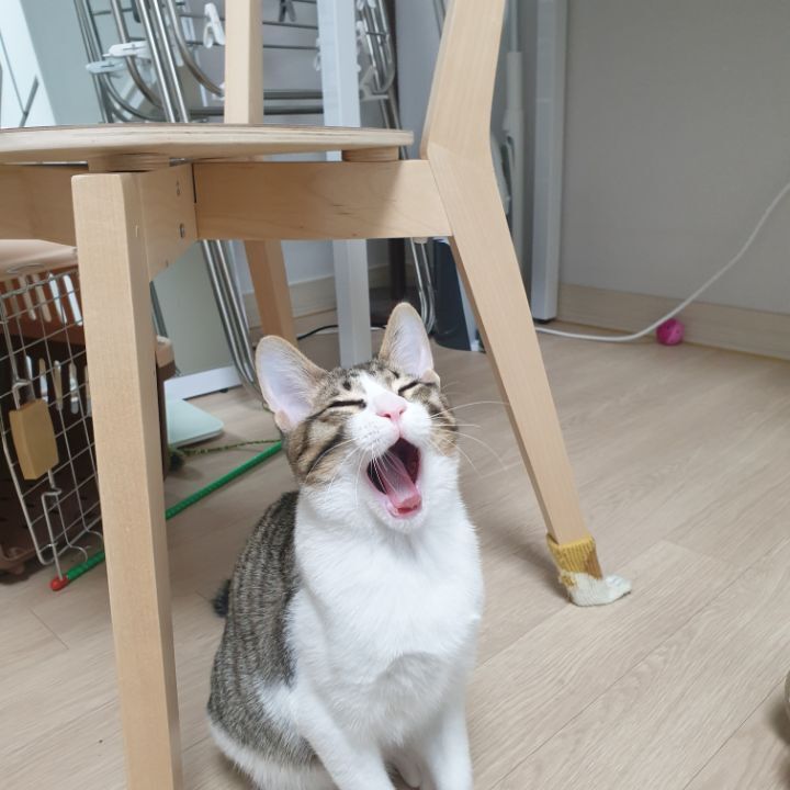 고양이 집사들이 한번쯤 꼭 찍고싶어 하는 사진 | 인스티즈