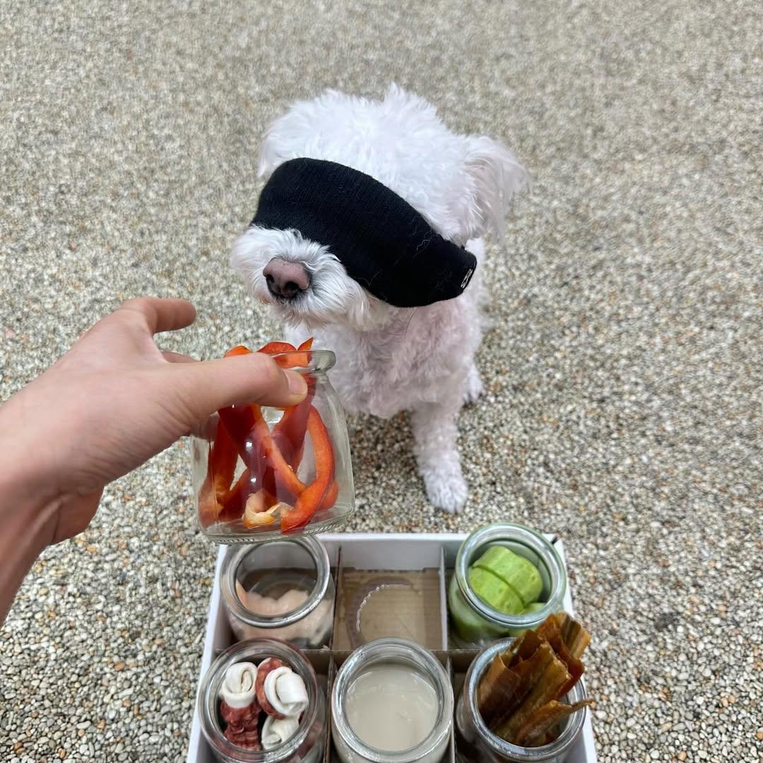 강아지유치원 흑백요리사 | 인스티즈