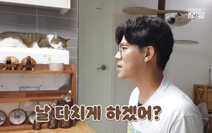 고양이 벽짚 챌린지는 진짜 지능과 관련 있을까? | 인스티즈