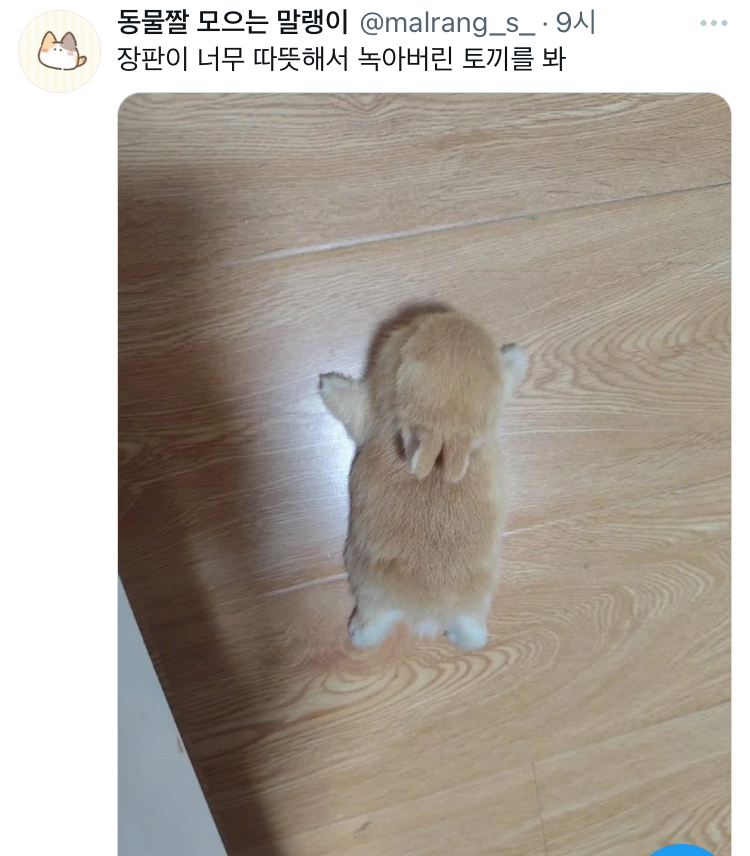 수달은 새끼를 낳으면 이곳저곳 돌아다니며 자랑하는 습성이 있습니다 | 인스티즈