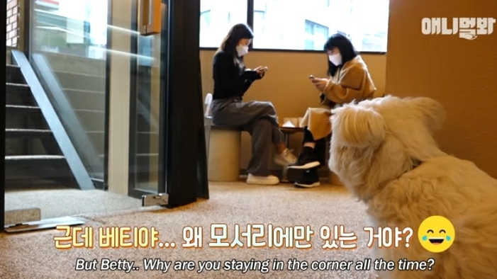 수줍음이 많은 강아지가 사람을 좋아하는 법 | 인스티즈