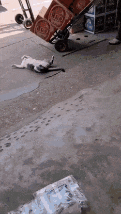 동네에서 엄청 사랑받는 것 같은 고양이.gif | 인스티즈