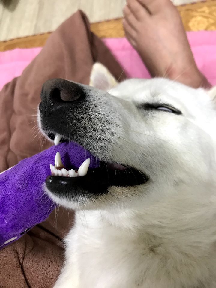 우리집 개 자는거 보실분? | 인스티즈