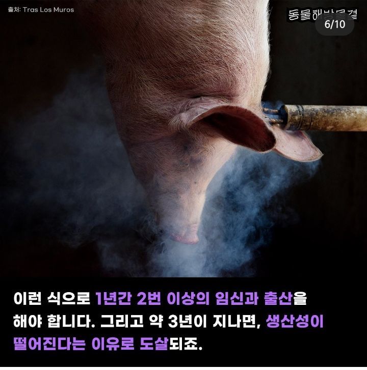 죽을때까지 강제 임신과 출산을 하는 출산기계 | 인스티즈
