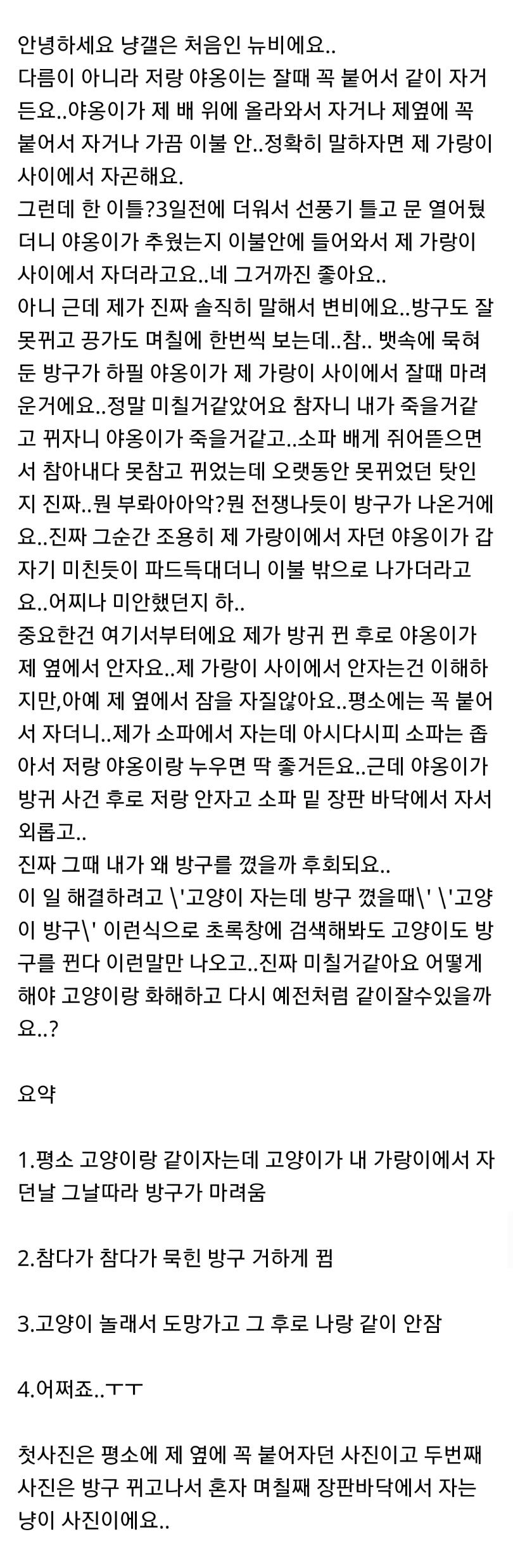 자다가 방구 꼈는데 그 후로 고양이가 저랑 같이 안자요(+후기) | 인스티즈