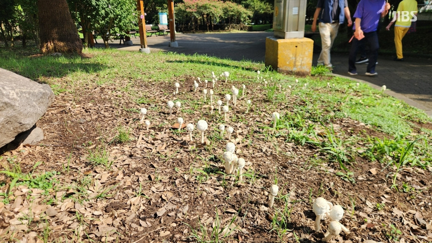 "3일이면 다 자라" 아파트 단지까지 퍼진 '독버섯' 우후죽순 | 인스티즈