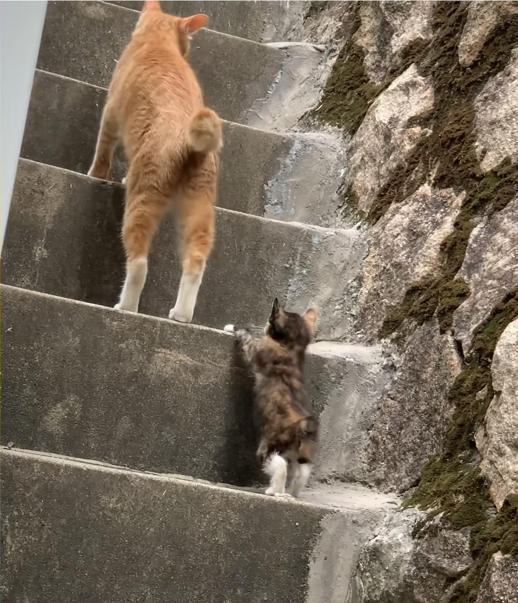 동네사람들 빨리 와서 애기 계단 올라가는 궁둥이 좀 보세요! | 인스티즈