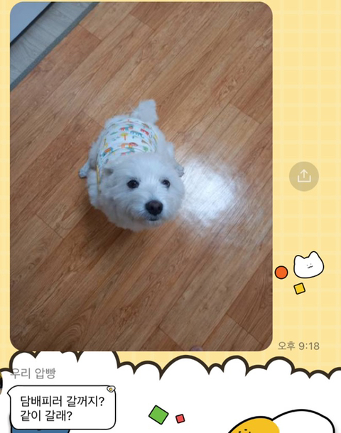 [강아지] 아빠가 보내주는 강아지 사진이 좋은 이유 | 인스티즈