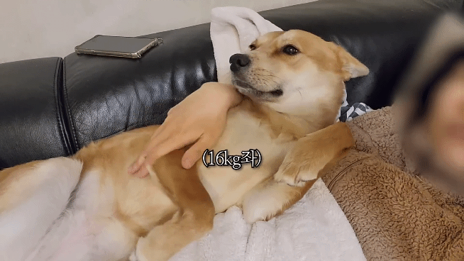 집에 강아지들끼리만 남겨졌을때 | 인스티즈