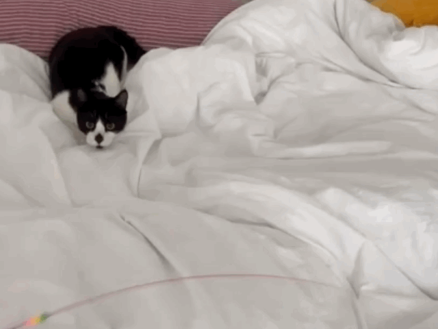 [입양홍보] 혹r률 ✮100➠✥✹프로 7H냥ㅇ1 홗➦정♘ ➜✾ 뽑ㄱ1¿불필요♟ | 인스티즈