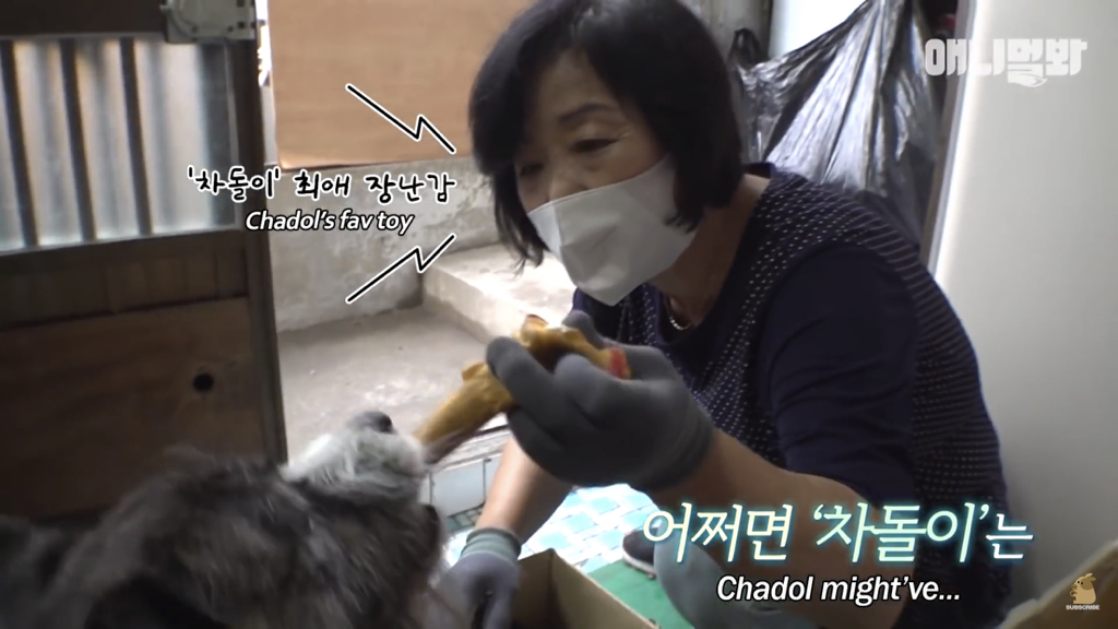 1년만에 자신을 두고 간 주인을 만난 강아지 반응 | 인스티즈