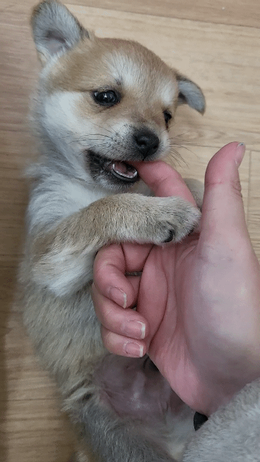 (공지라니... ++추가)새로생긴 회사 복지.. 미쳐서 도저히 일을 못하겠네.. (추가....)++추가 | 인스티즈