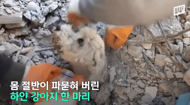튀르키예 지진 현장에서 구조되는 강아지와 고양이들.gif | 인스티즈