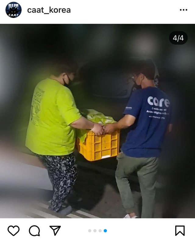 디씨인사이드 야옹이 갤러리 역대만행정리 (잔인함 주의) 사진 | 인스티즈