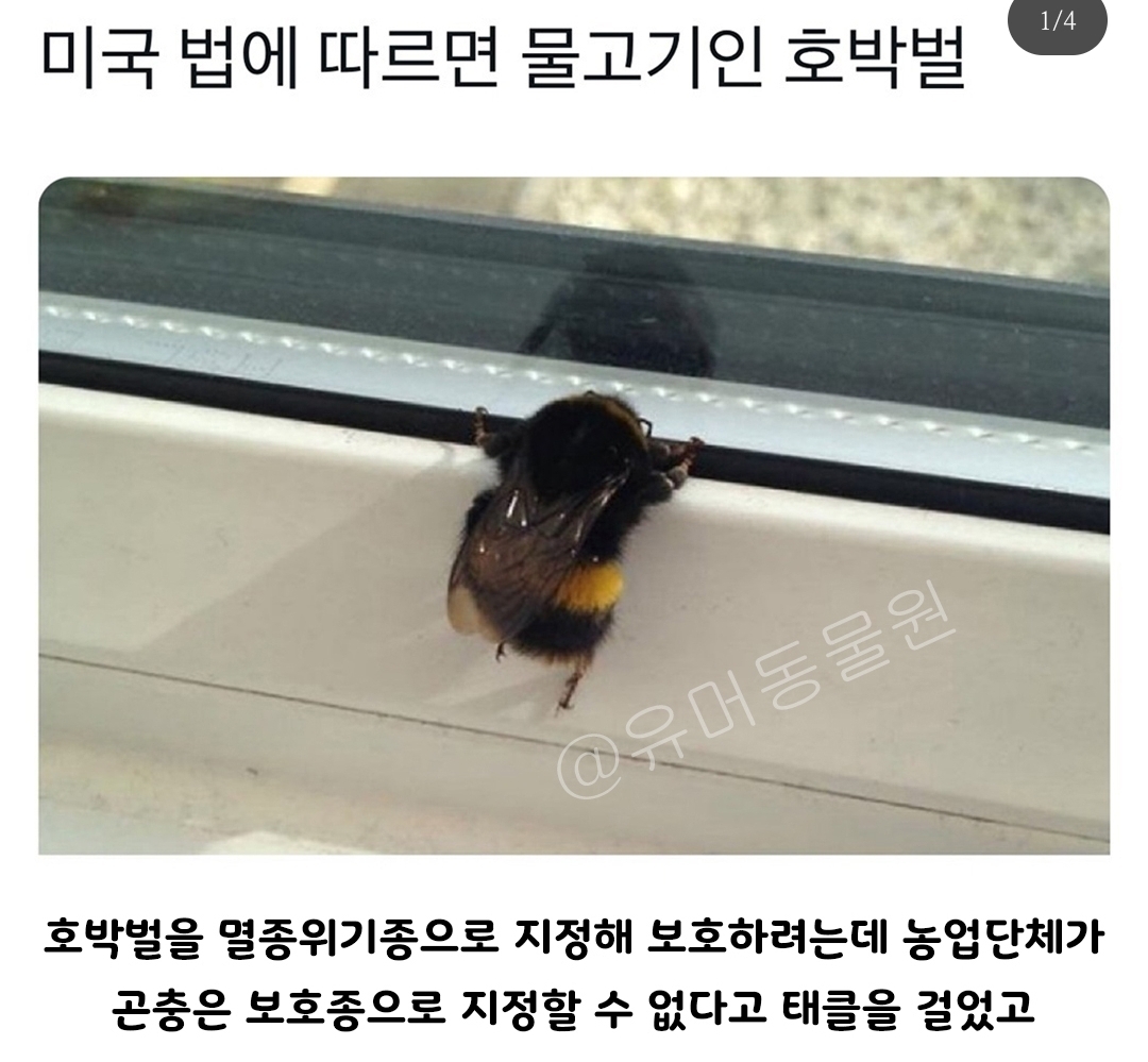 미국에선 호박벌이 물고기로 분류된다 | 인스티즈