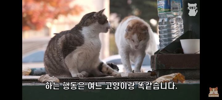 아깽이보다 100배는 만나기 어려운 묘르신들 | 인스티즈