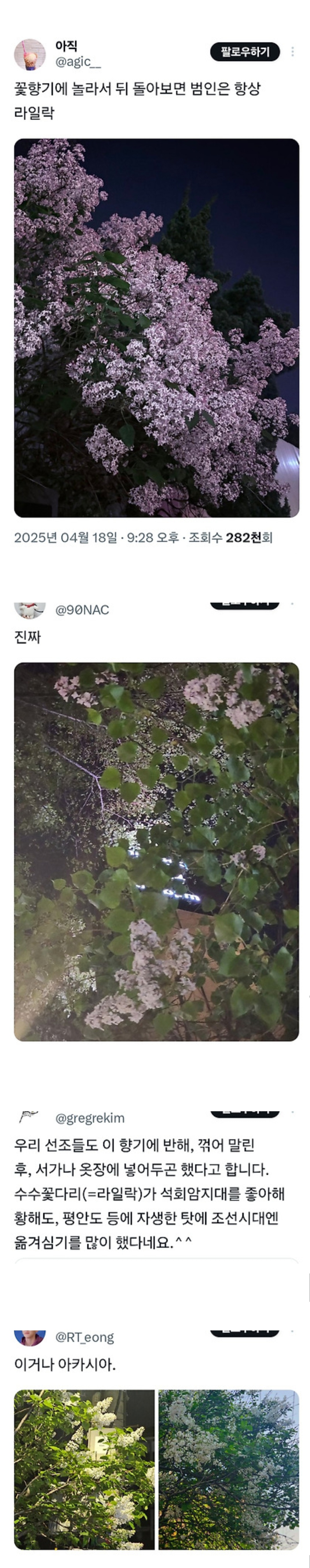 꽃향기에 놀라서 뒤 돌아보면 범인은 항상 라일락 | 인스티즈