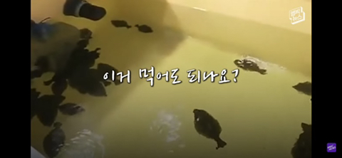 방사능 오염수에서 자란 맛 좋은 일본 광어 | 인스티즈