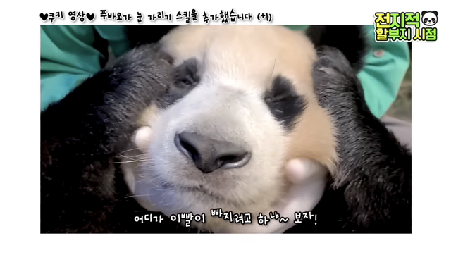 푸바오가 눈 가리기 스킬을 추가했습니다(+1)🐼 | 인스티즈